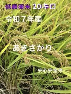 ☆農家直送☆ 静岡県産 令和7年産 にじのきらめき 10kg 精米済 - メルカリ