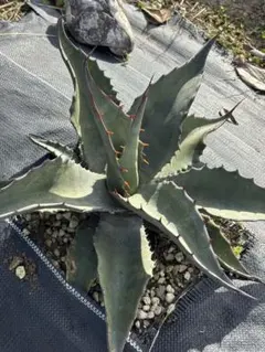 2025年最新】アガベ ジョーズの人気アイテム - メルカリ