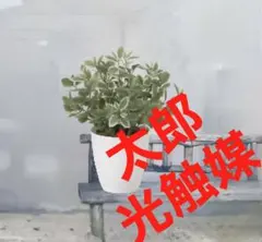 光触媒　人工観葉植物　ウォールグリーン　フェイクグリーン　ミニリーフLgptのサムネイル