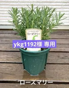 ykg1192様 リクエスト 2点 まとめ商品