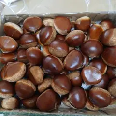 デュランタでぶバッタ様専用出品ページ