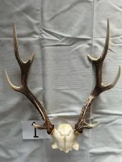 ①[1点もの] ハンティングトロフィー　鹿の角　頭骨　日本鹿