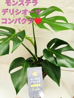 モンステラ デリシオーサ コンパクタ 鷲原旅人 - メルカリ