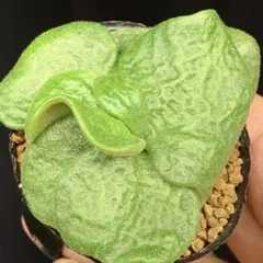 モリモリはみ出し！　チレコドン　エクティプス　多肉植物　塊根植物　実生のサムネイル