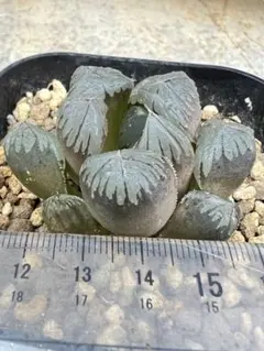 e*9様 ハオルチア　ブラック水晶オブツーサ発根済み