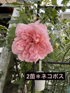タケヒロさま専用＊バラ　フランソワジュランビル　2ポット　挿し木苗＊ネコポス