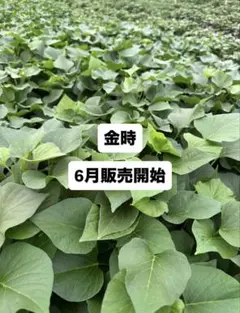 栗かぐや 20本(おまけ付き)さつまいも苗 無農薬 - メルカリ
