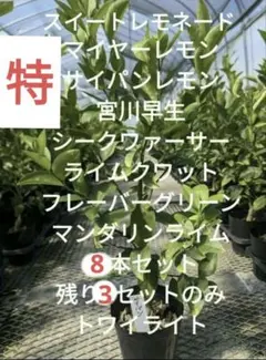 柑橘4年生 幼果つき リスボンレモン接木苗／樹高130センチ 現品撮影