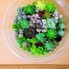 2026年最新】多肉植物 寄せ植え そのまま飾れるの人気アイテム - メルカリ