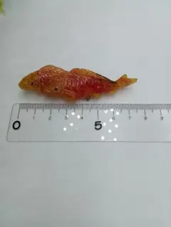 【最終価格】ツガイ 魚の形状 帯留め