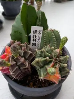 サボテンセットのサムネイル