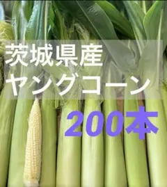 ハニーバンタム皮付きヤングコーン(ベビーコーン) 200本 化学肥料不