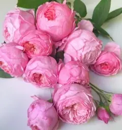 ハリー様 リクエスト 2点 まとめ商品