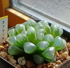 ハオルチア オブツーサ 美株 現物