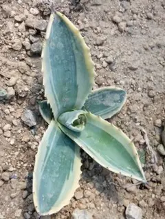 2025年最新】リップルエフェクトの人気アイテム - メルカリ