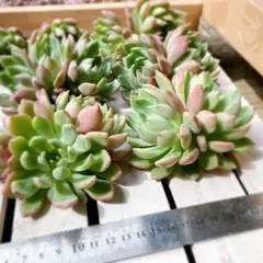 注文後収穫】石垣島ピーチパイン11キロ（16玉）送料込み - メルカリ