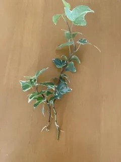斑入りアイビー 苗 観葉植物のサムネイル