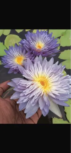 2026年最新】熱帯性睡蓮の人気アイテム - メルカリ