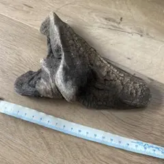 重曹あく抜き　水槽用流木 約18cm 自然なデザイン