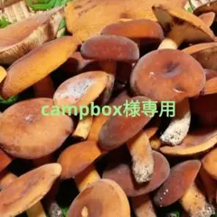 チチタケ　信州産　campbox様のサムネイル