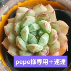 【pepe様 リクエスト 5点＋速達300円】 まとめ商品