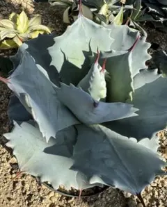 Agave ZEUS ゼウス最強青肌　超極上選抜コレクション株　LAN氏　本物 Agave ZEUS ゼウス最強青肌 超極上選抜コレクション株 LAN氏 本物