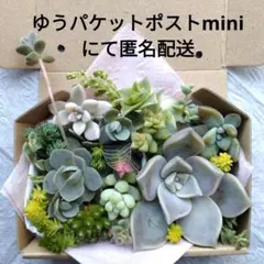 多肉植物 カット苗・根付き苗の詰め合わせのサムネイル