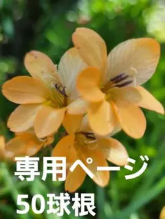 ハナハナ様専用ページ