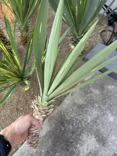 2025年最新】グロリオサ ユッカの人気アイテム - メルカリ