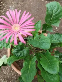 2025年最新】ガーベラ原種 ピンクの人気アイテム - メルカリ