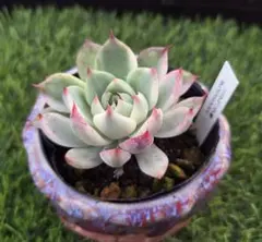 2025年最新】チワワエンシス錦の人気アイテム - メルカリ