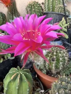 サボテン八重瓣開花綺麗鮮やかなピンク色の花 サボテン 観葉植物 開花