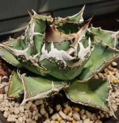 2025年最新】アガベの人気アイテム - メルカリ