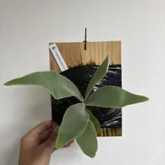 2025年最新】elsa ビカクシダの人気アイテム - メルカリ