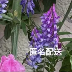 나요쿠사후지 씨앗, 꽃, 풋거름, 집 정원, 털갈매기 씨앗, 연보라, 콩류