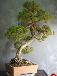 【中品　真柏盆栽】山木❓　　　　⭕最大幹幅 8㎝(8枚目) 中品 真柏盆栽】山木❓ ⭕最大幹幅 8㎝(8枚目) - メルカリ