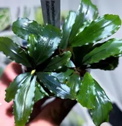 C*o様 Bucephalandra sp. Aurora KN便 - メルカリ