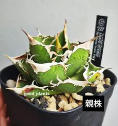 【大株】　アガベ　コレクション株　ノーネーム　親株 大株】 アガベ コレクション株 ノーネーム 親株 Yahoo