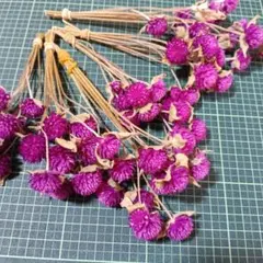 ストロベリーフィールド 千日紅 ドライフラワー 茎付き40本 - メルカリ