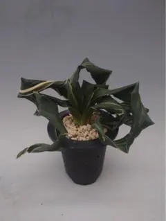 ロロ様専用ページ