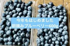 朝摘みブルーベリー 600g 農薬不使用のサムネイル