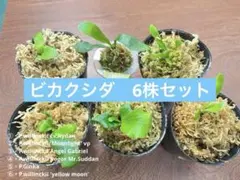 2025年最新】ビカクシダ 胞子 セットの人気アイテム - メルカリ