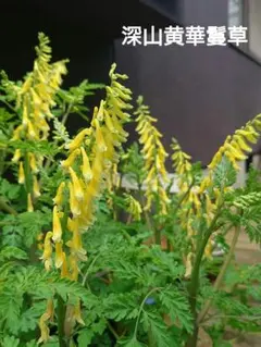 深山黄華鬘草　ミヤマキケマンソウ　山野草　種子　20粒　レモンイエロー素敵✨