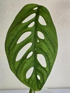 かつき様 リクエスト 2点 まとめ商品