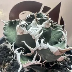 2025年最新】チタノタ悪魔くんの人気アイテム - メルカリ