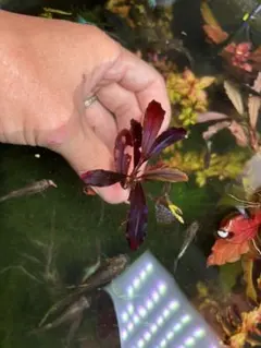 2025年最新】ブセファランドラ ゴースト 2011の人気アイテム - メルカリ