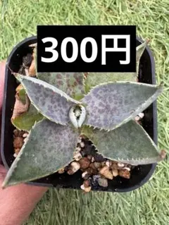 2025年最新】イシスメンシス ハイブリッドの人気アイテム - メルカリ