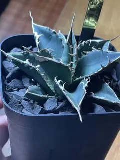 アガベオテロイ　緑幽霊 🌿 Agave titanota '緑幽霊' ① よくわからない名前がついてい