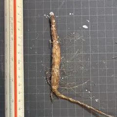 良型 オペルクリカリア パキプス 現地球 発根済 菊地亨 y鉢 作家鉢 付き 2025年最新】パキプス 鉢の人気アイテム - メルカリ