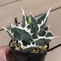 2025年最新】龍球会 アガベの人気アイテム - メルカリ